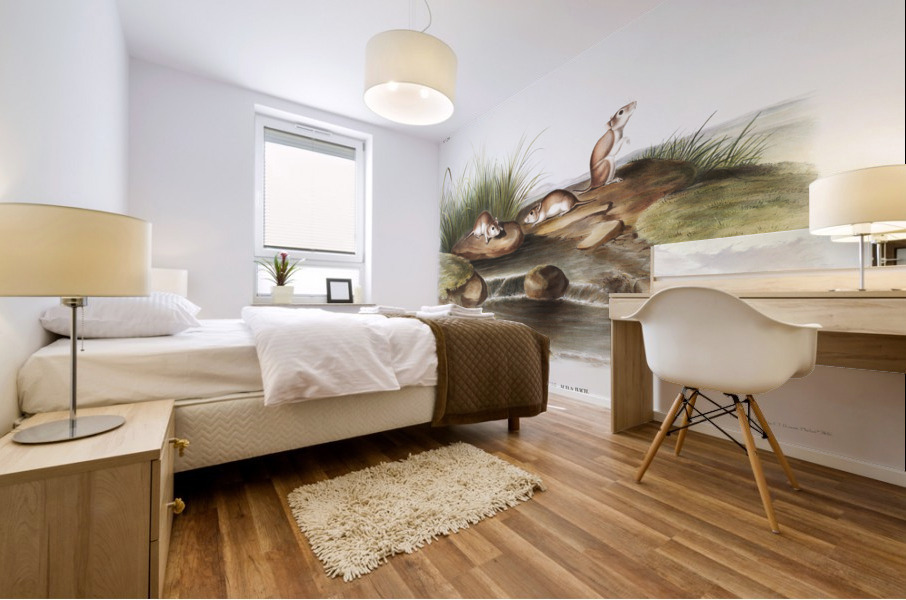 Missouri Mouse Mus missouriensis  Mural print