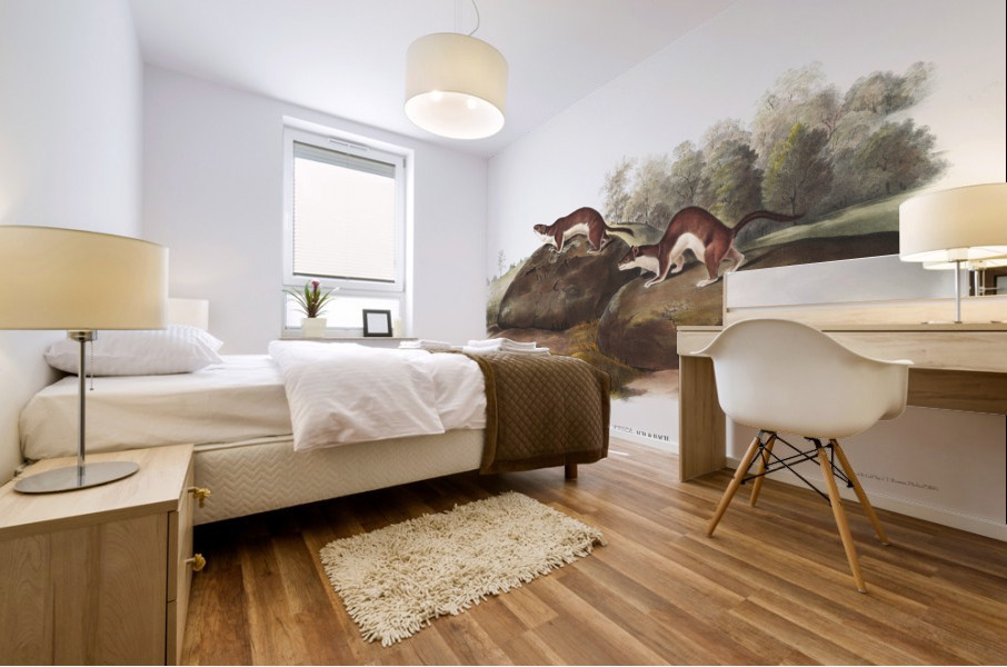 Little American Brown Weasel Mustela fusca  Mural print