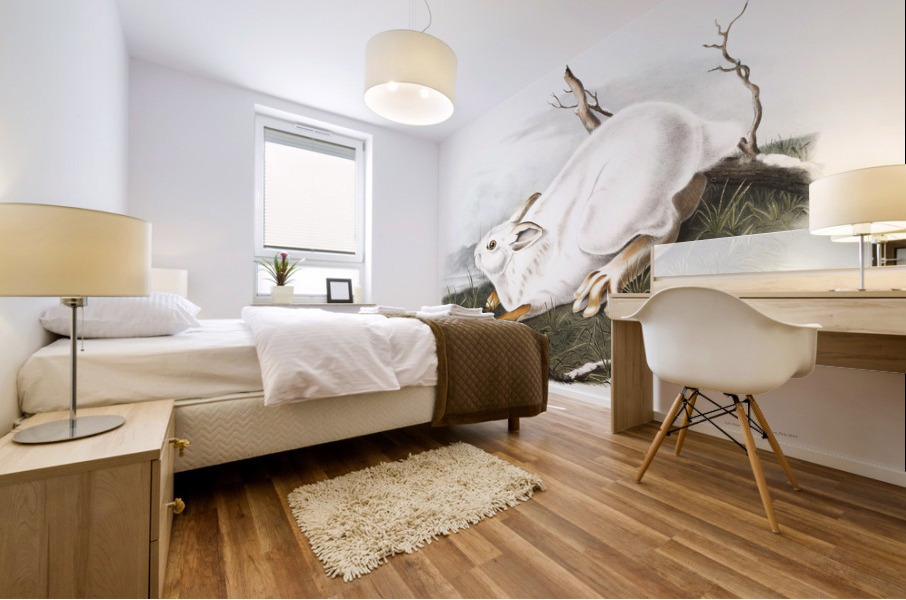 Northern Hare in winter Lepus Americanus  Mural print