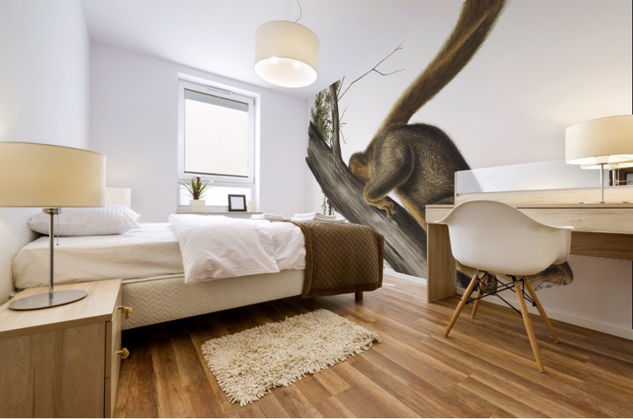 Red-tailed Squirrel Sciurus rubricaudatus  Mural print