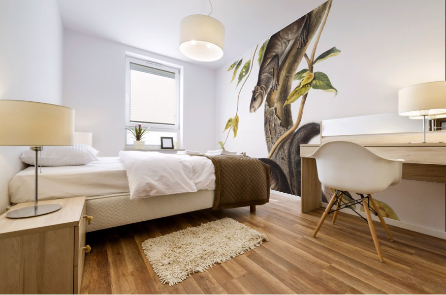 Collies Squirrel Sciurus colliaei  Mural print