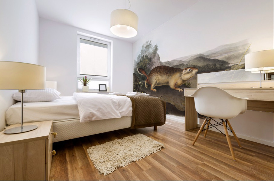 Marmot Squirrel Spermophilus Parryi  Mural print