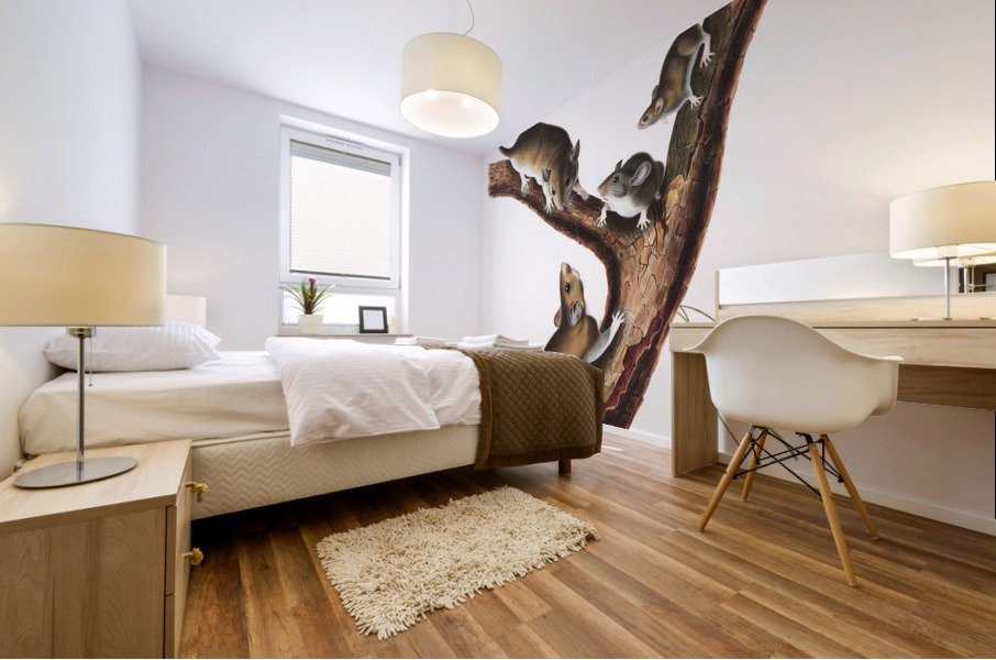 Florida Rat Neotoma Floridana  Mural print