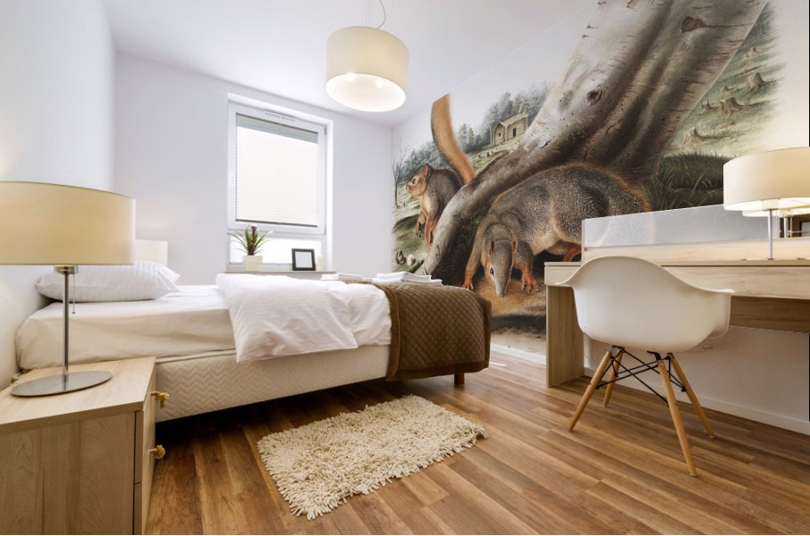 Squirrel Sciurus Sayi  Mural print