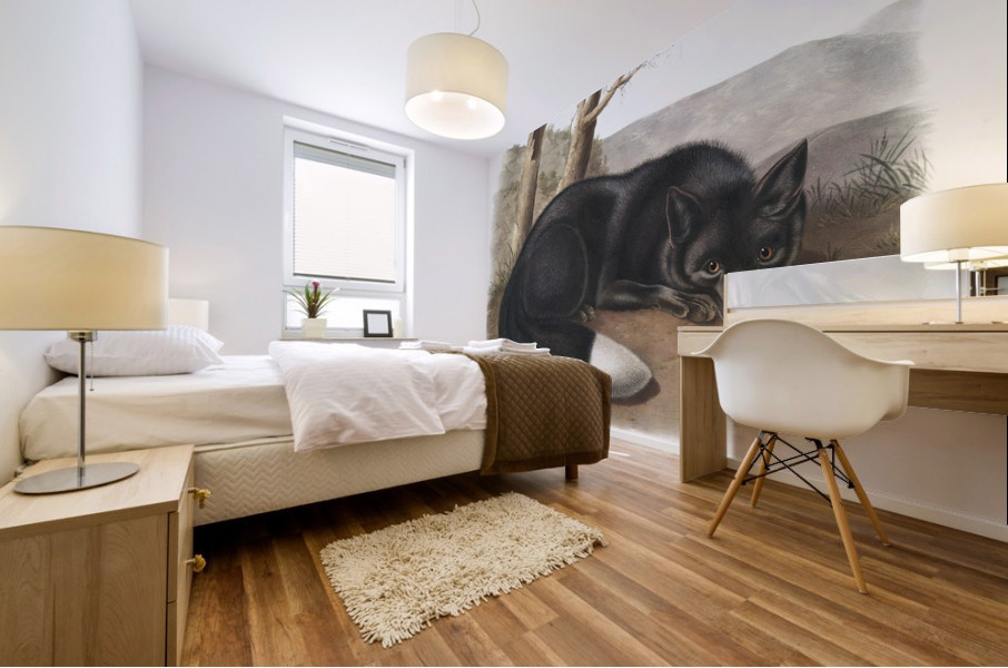 American Black or Silver Fox Vulpes fulvus  Mural print