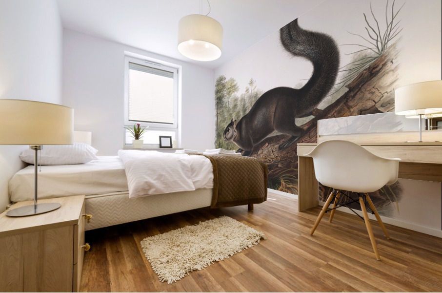 Dusky Sqiurrel Sciurus nigrenscens  Mural print