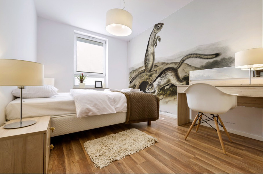 Spermophile Spermophilus Douglassii  Mural print