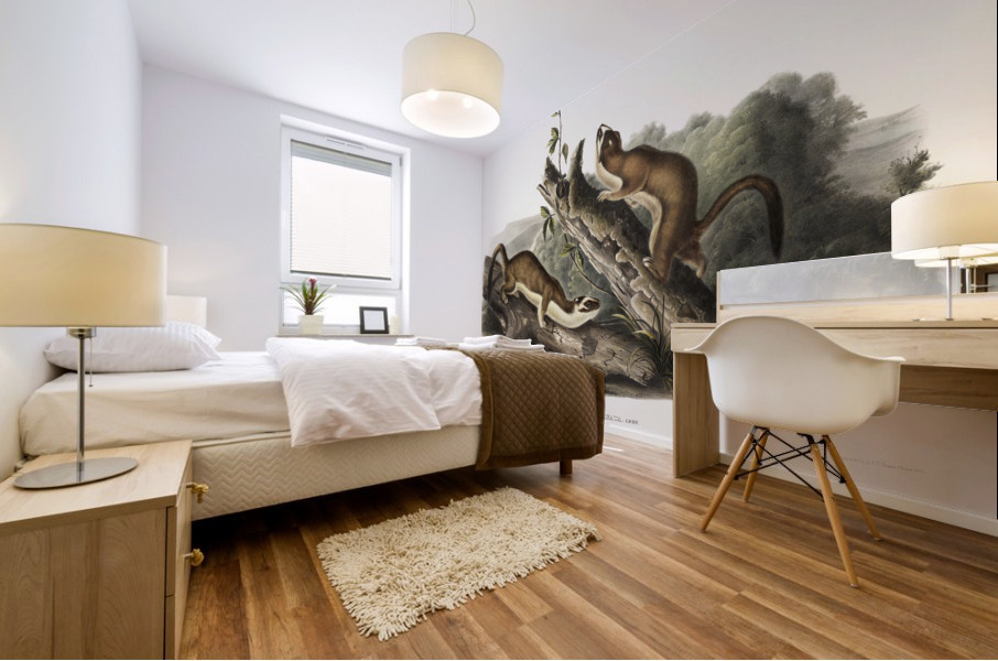 Bridled Weasel Putorius frenata  Mural print