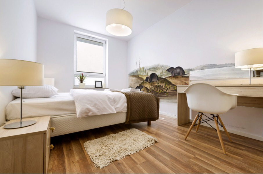 Carolina Shrew Sorex Carolinensis  Mural print