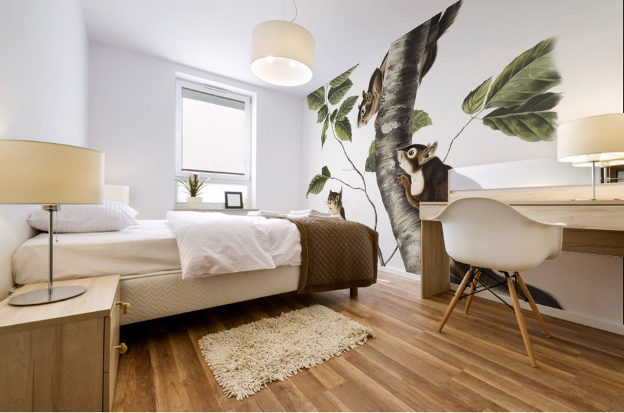 Squirrel Sciurus Douglassii  Mural print