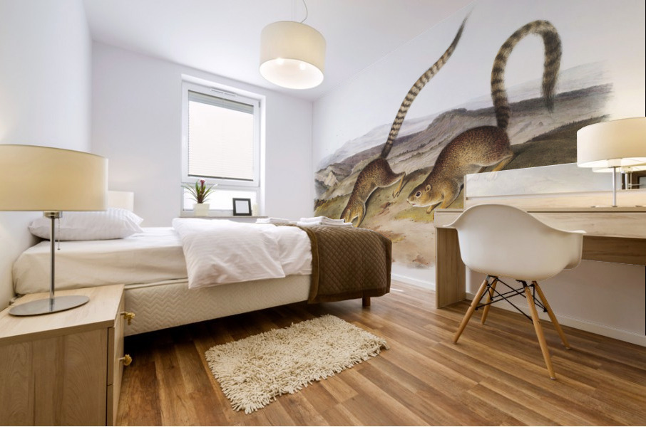 Annulated Marmot Squirrel Spermophilus annulatus  Mural print