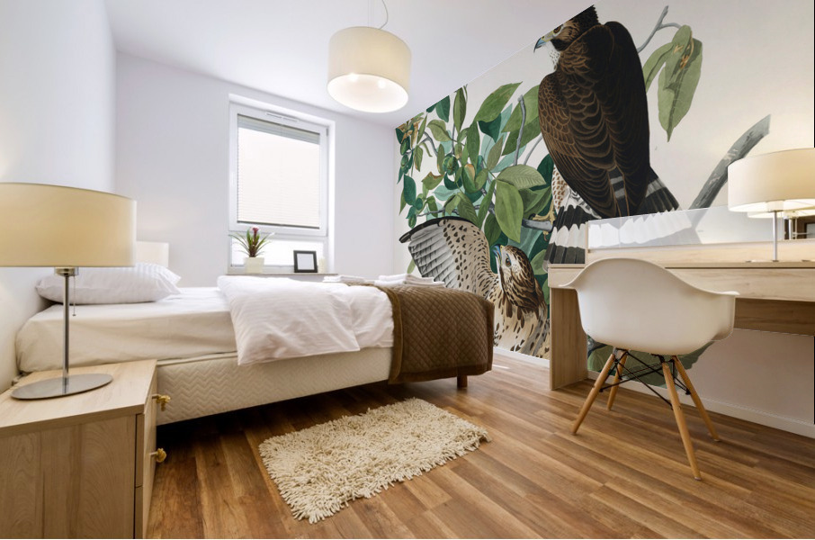 Broad-winged Hawk Mural print