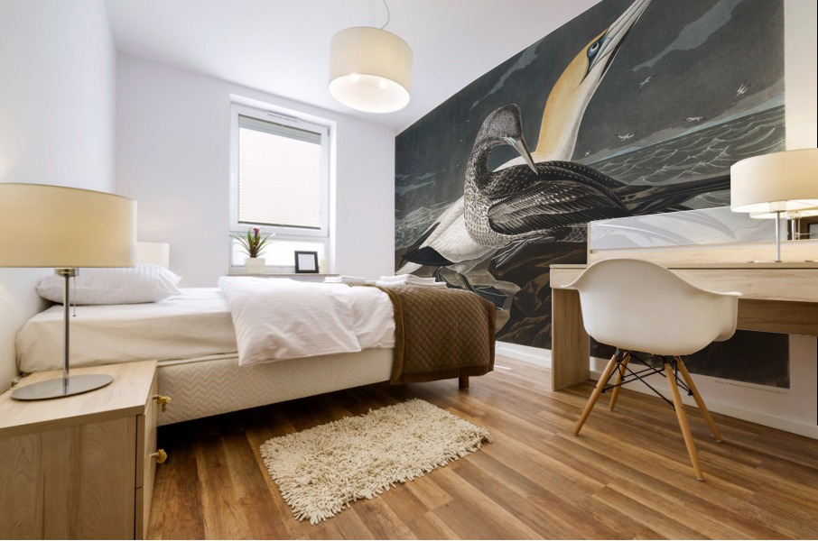 Gannet Impression murale