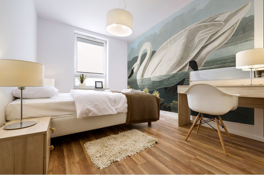 Common American Swan Mural print