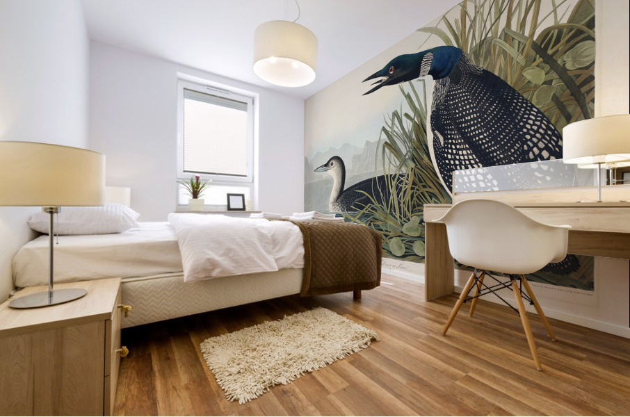 Great Northern Diver or Loon Mural print