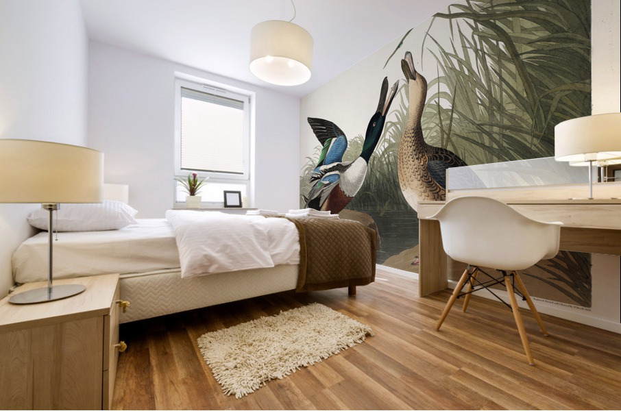 Shoveller Duck Mural print