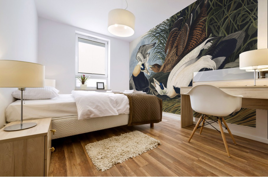 Eider Duck Mural print