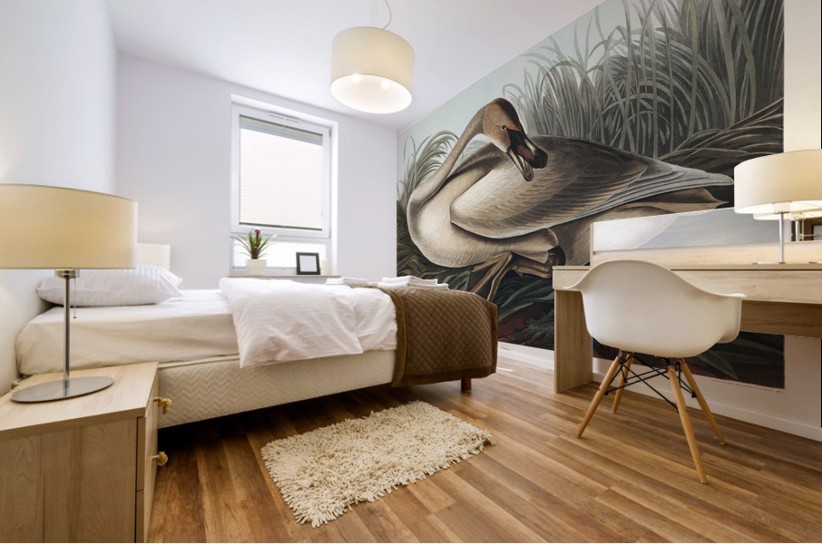 Trumpeter Swan Mural print