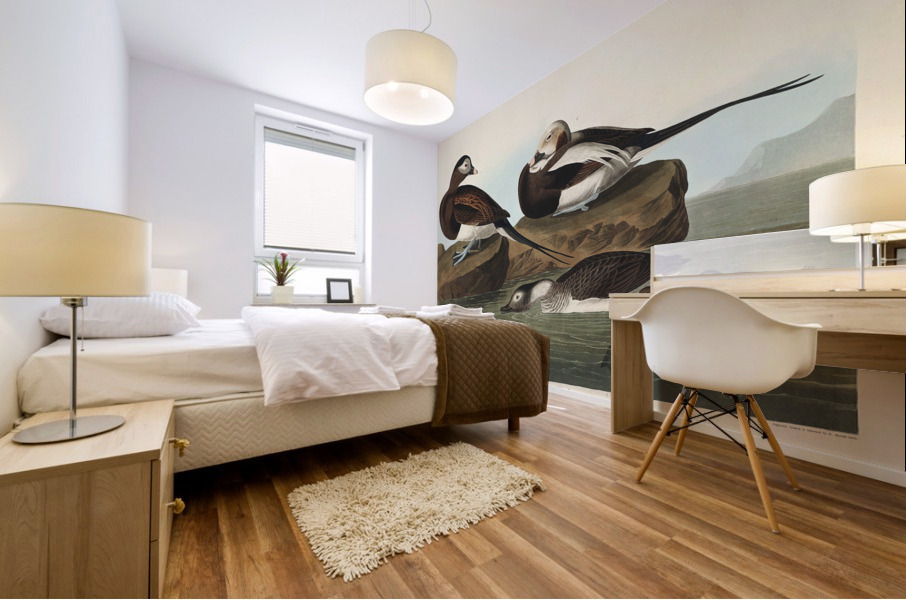 Long-tailed Duck Mural print
