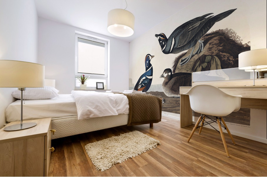 Harlequin Duck Mural print