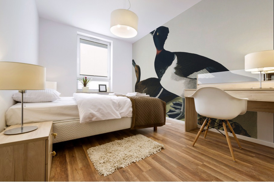 Ring-necked Duck Mural print