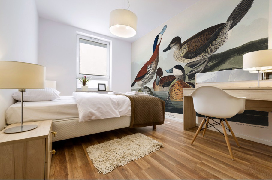Ruddy Duck Mural print