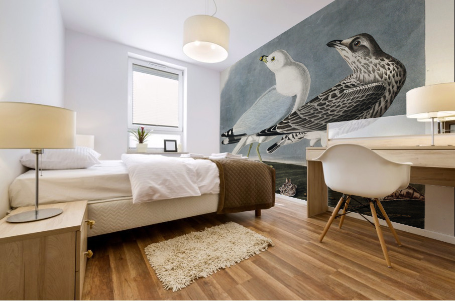 Common American Gull Mural print