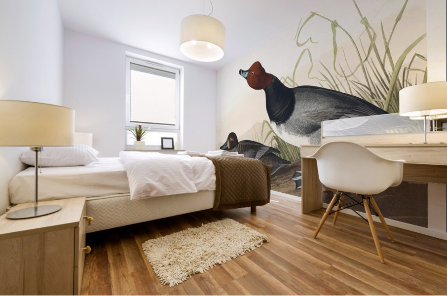 Red-headed Duck Mural print