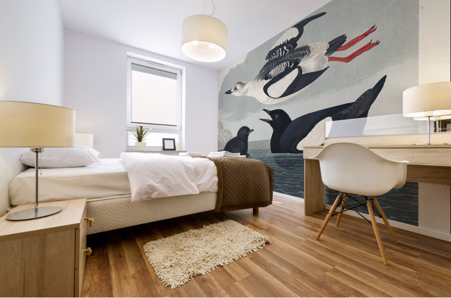 Black Guillemot Mural print