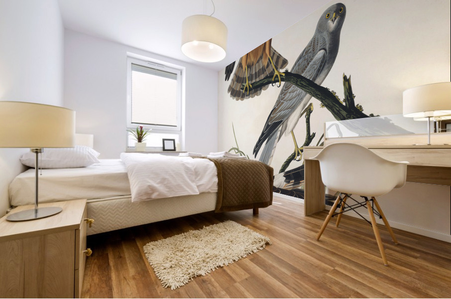 Marsh Hawk Mural print