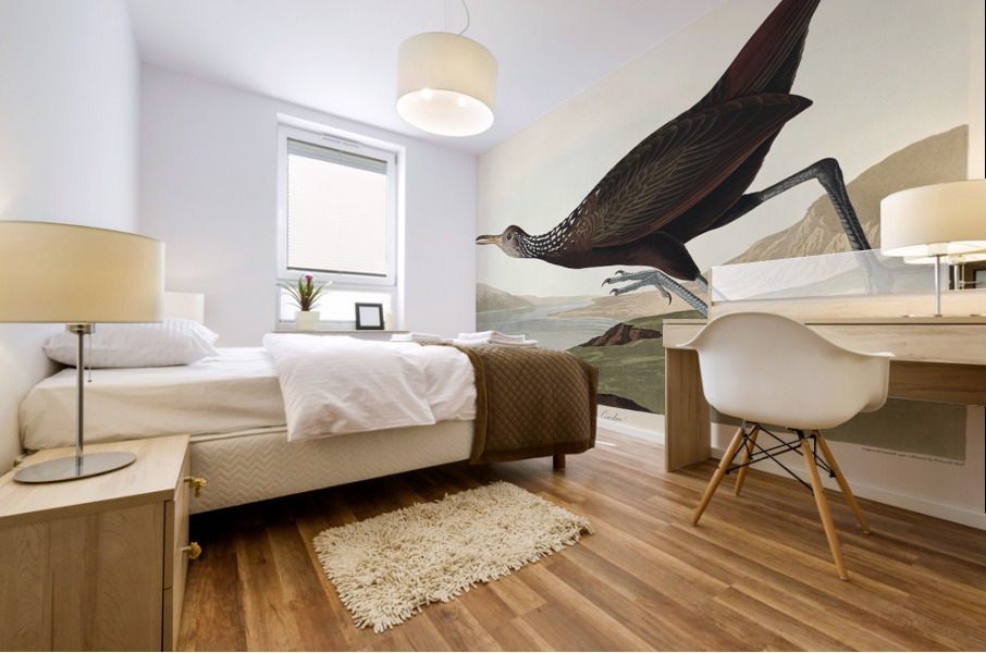 Scolopaceus Courlan Mural print