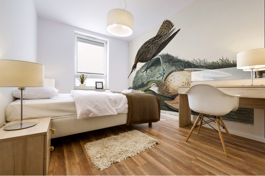 Esquimaux Curlew Mural print