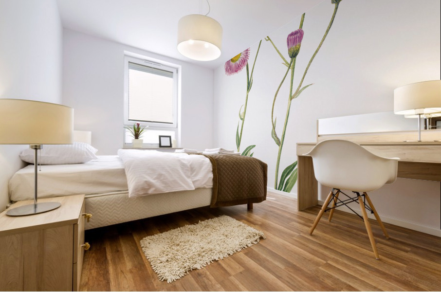 Meadow Fleabane Erigeron speciosus 1920 Mural print