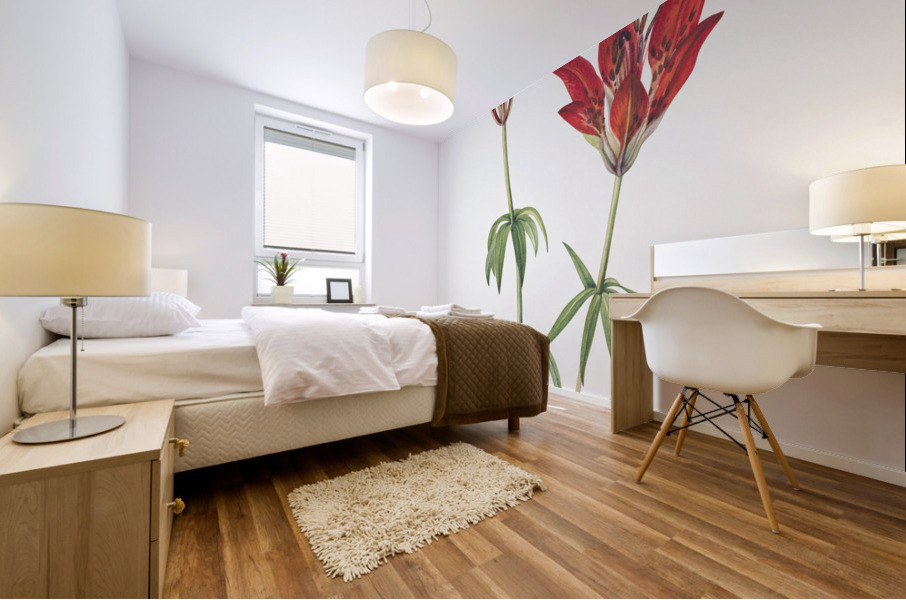 Wood Lily Lilium philadelphicum 1932 Mural print