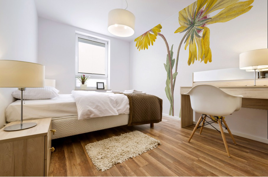 Perennial Gaillardia Gaillardia aristata 1904 Mural print