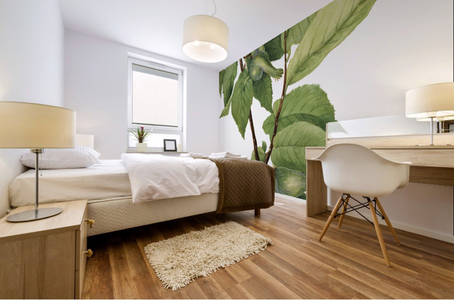 Beaked Hazelnut Corylus rostrata 1932 Mural print