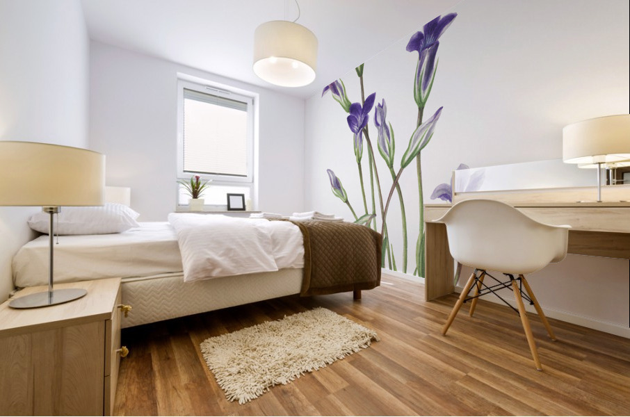 Gentian Gentiana holopetala 1936 Mural print