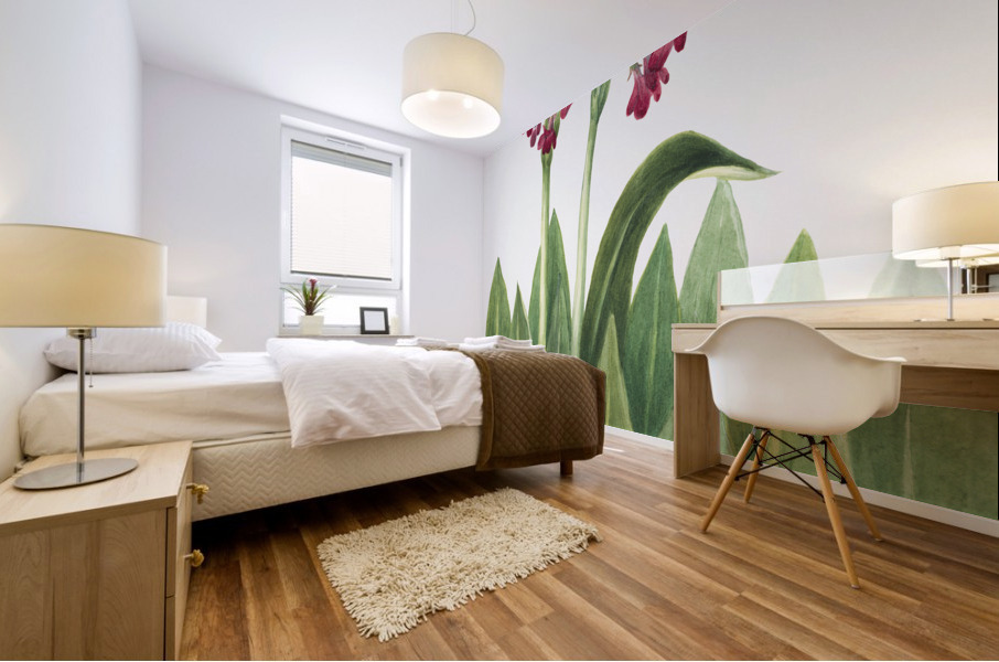 Primrose Primula parryi 1938 Mural print