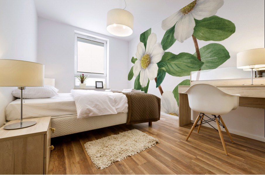 Pacific Dogwood Cornus nuttallii 1933 Impression murale