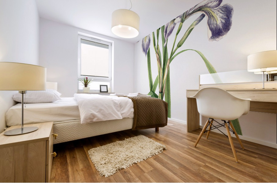 Blueflag Iris Iris versicolor 1919 Mural print