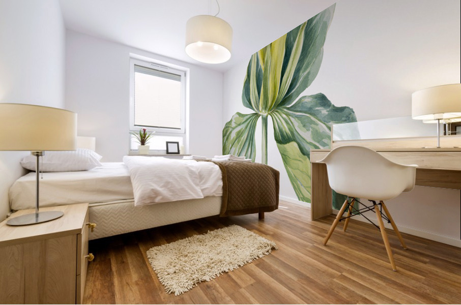 Wake-Robin Trillium underwoodii 1937 Mural print