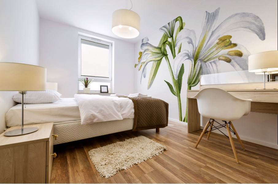 Washington Lily Lilium washingtonianum 1933 Mural print