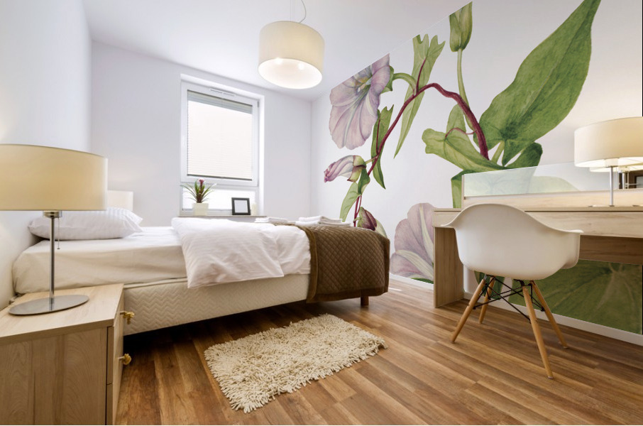 Hedge Bindweed Calystegia Convolvulus sepium 1932  Mural print