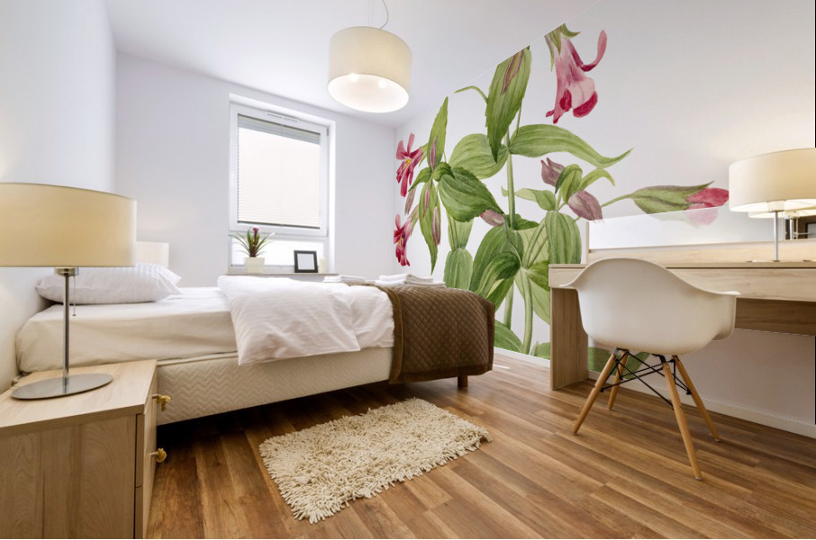 Lewis Monkey Flower Mimulus lewisii 1899 Mural print