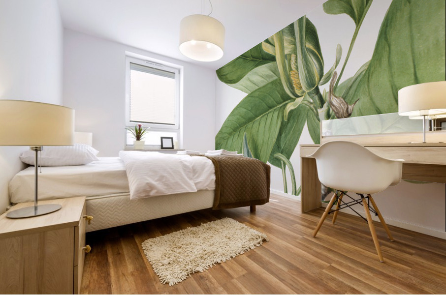 Cucumbertree Magnolia acuminata 1922 Mural print