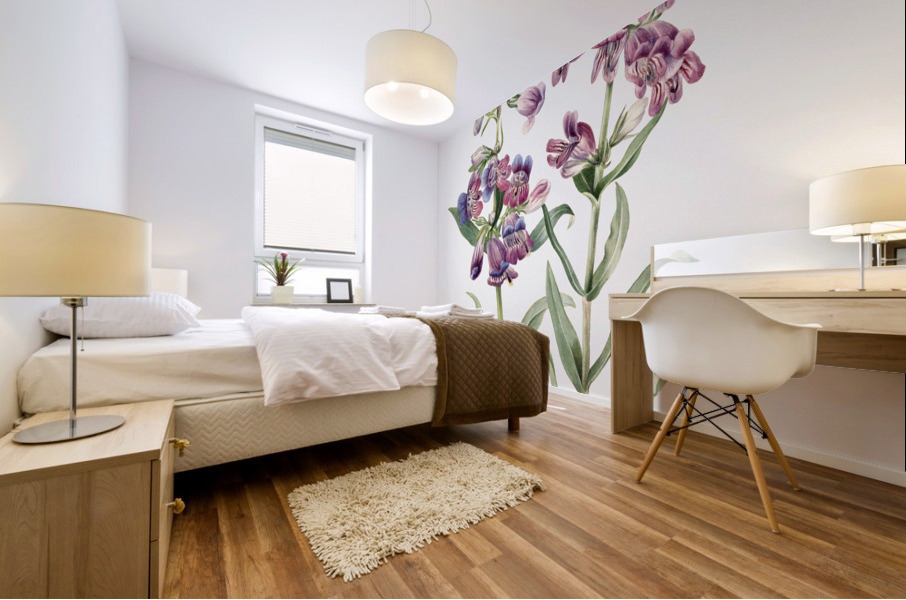 Prairie Pentstemon Pentstemon erianthera 1923 Mural print