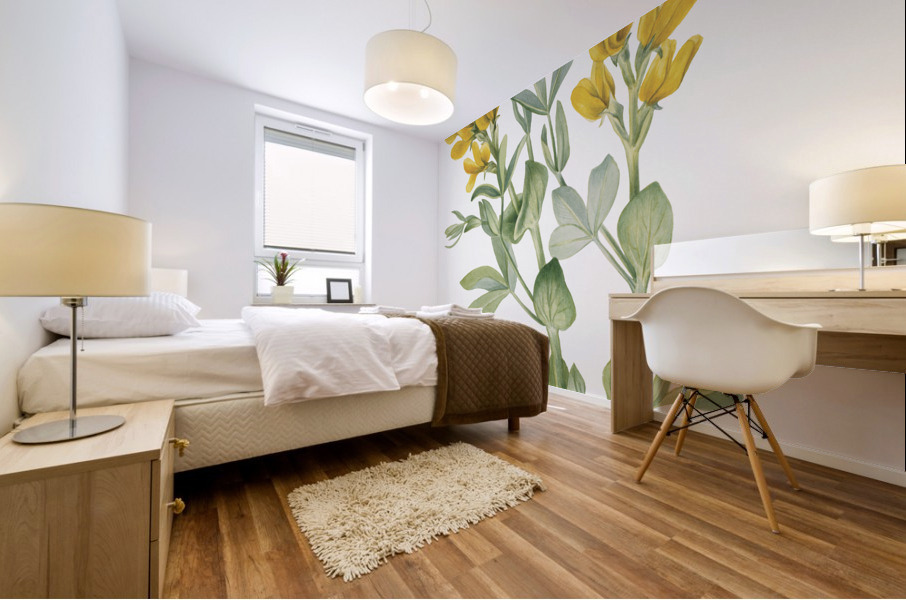 Goldenpea Thermopsis rhombifolia 1923 Mural print