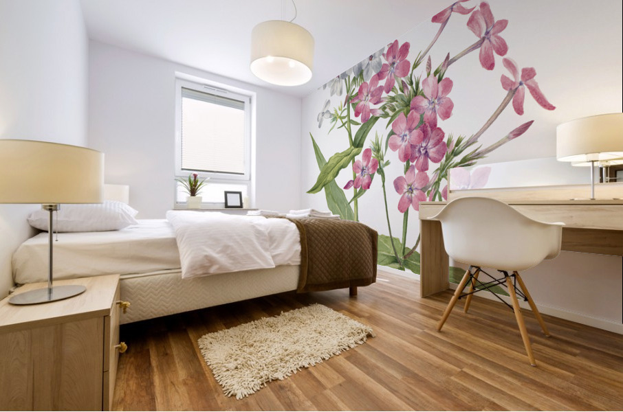 Perennial Phlox Phlox paniculata 1934 Mural print