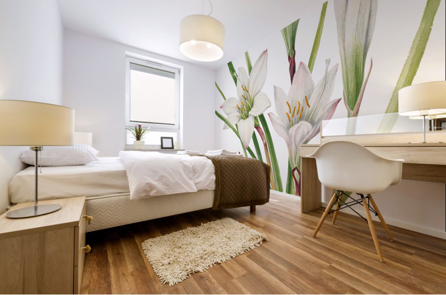 Atamasco Lily Atamosco atamasco 1925 Mural print