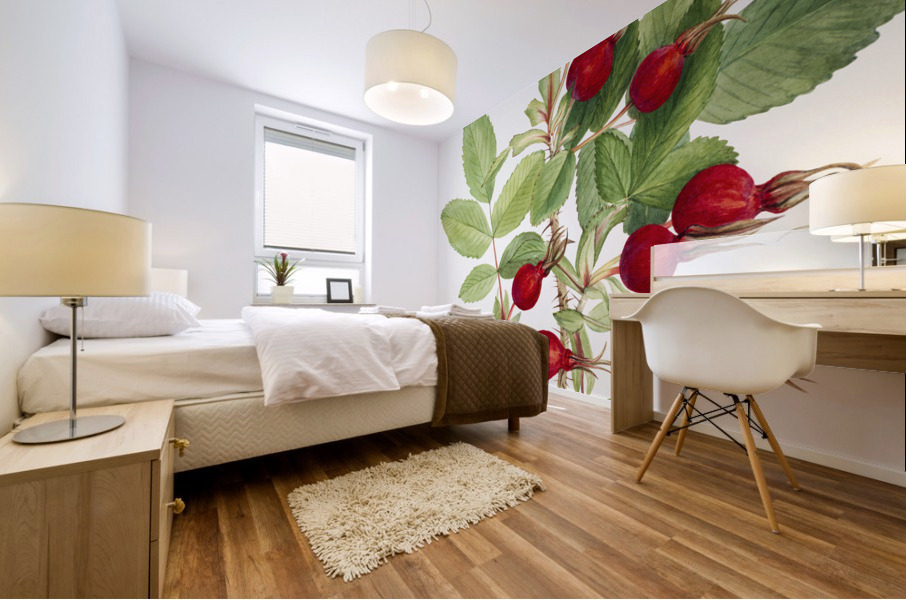 Bourgeau Rose Rosa bourgeauiana 1920 Mural print